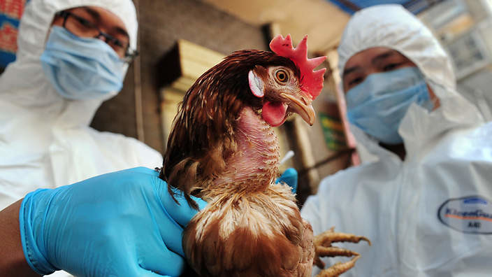 Bird flu: EU urgent meeting after Netherlands outbreak