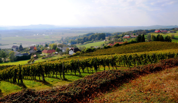 Autumn in Slovenia – the season for wine